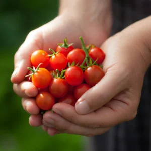 Cherry Tomato 500g