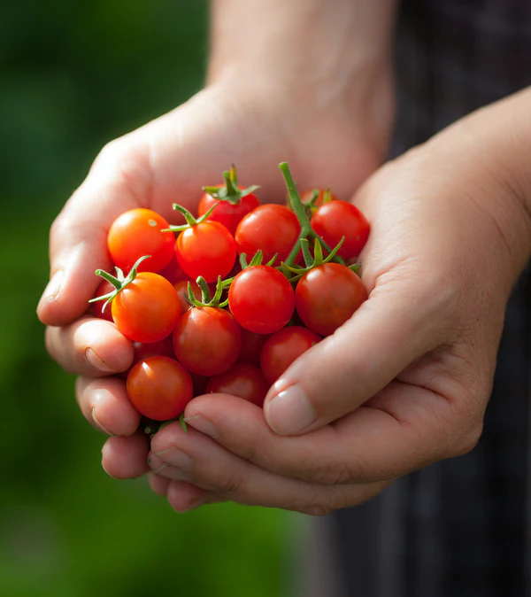 Cherry Tomato 500g